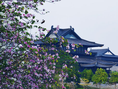 樱花树下