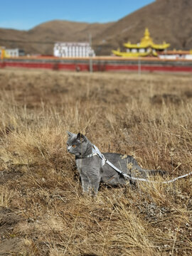 带上猫旅行