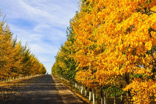 秋季树林道路公路