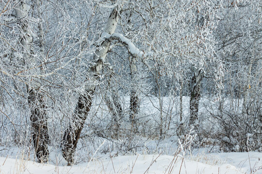 冬天挂雪白桦树