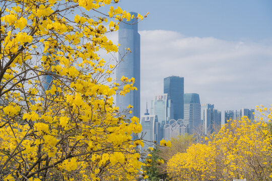 广州市区黄花风铃木