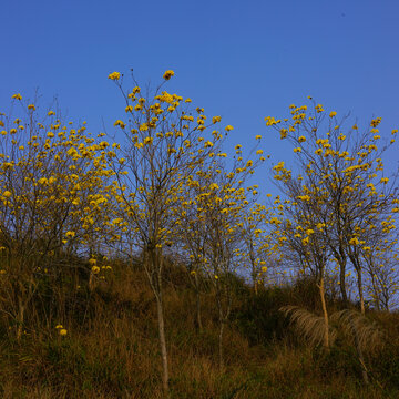 风铃花