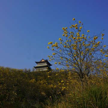 风铃花