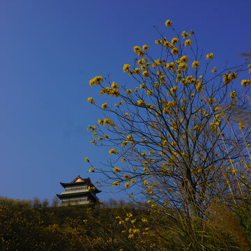 风铃花