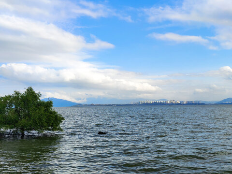 深圳湾红树林