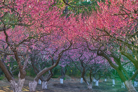 梅花盛开