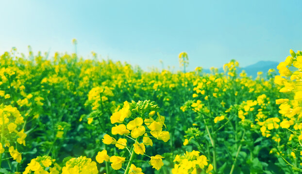 油菜花