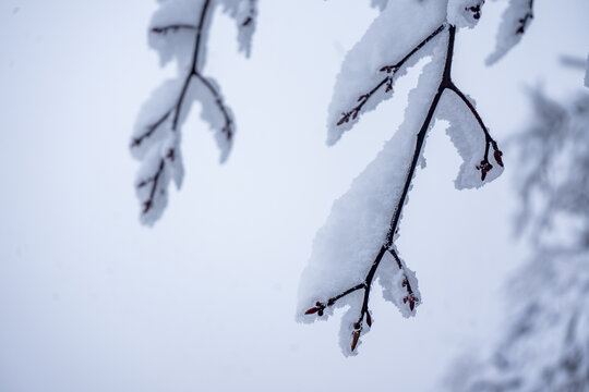 重庆冰雪