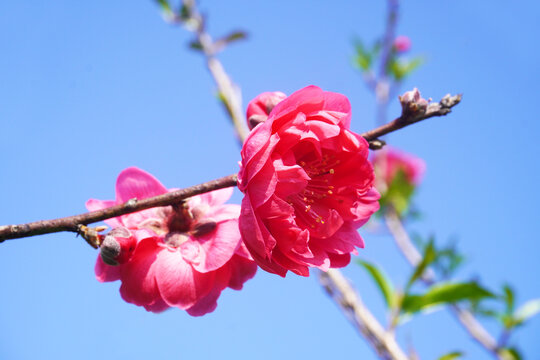 红色桃花特写