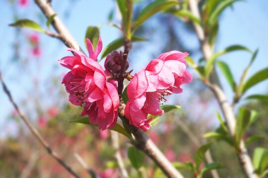 春天桃花