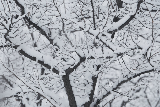 雪景