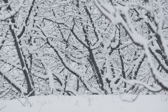 雪景