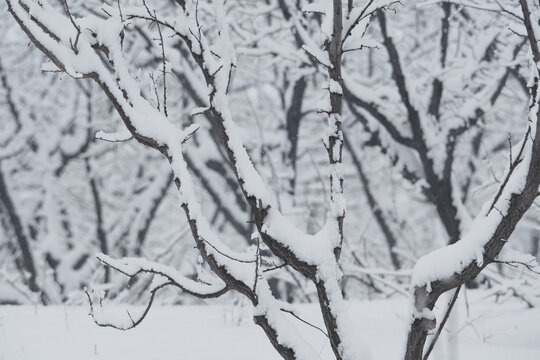 雪景