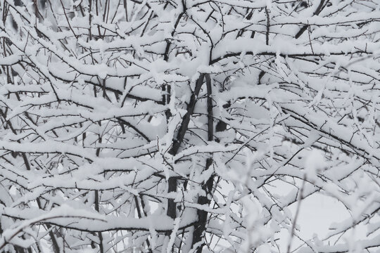 雪景