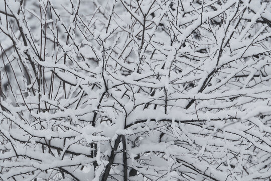 雪景