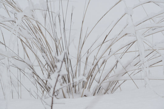 雪景