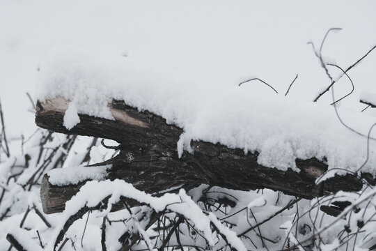 雪景