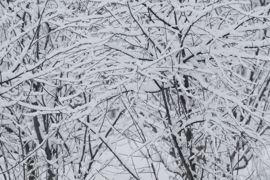 雪景