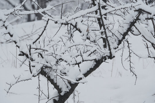 雪景