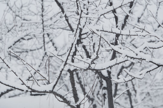 雪景