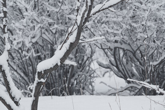 雪景