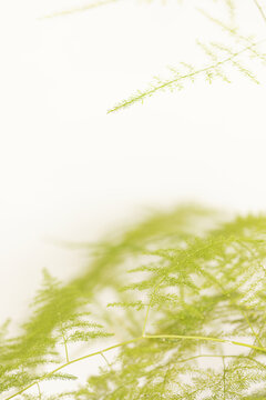 文竹植物白色背景