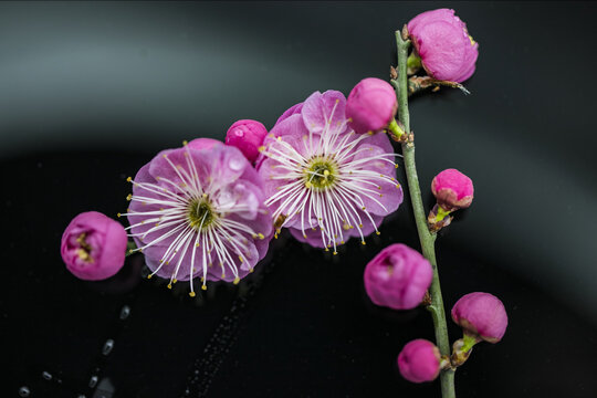 梅花特写