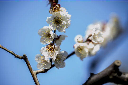 白梅花