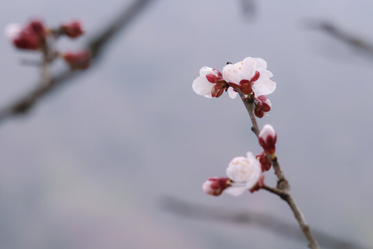 梅花开放特写