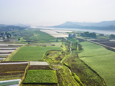 希望的田野