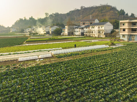 希望的田野