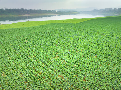 希望的田野