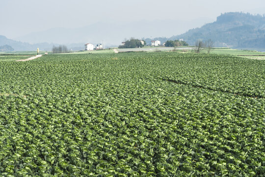 希望的田野