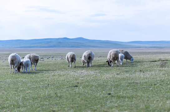 羊群草原草场