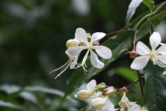 白色姜花