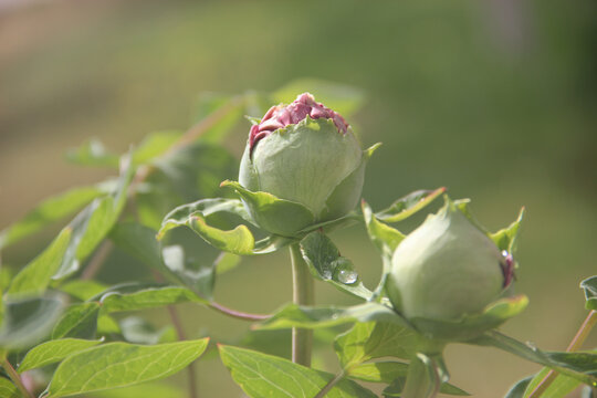 牡丹花蕾