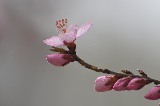 一枝桃花