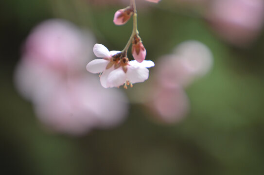 红色桃花