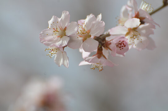 一枝桃花