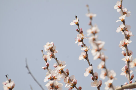 几枝桃花