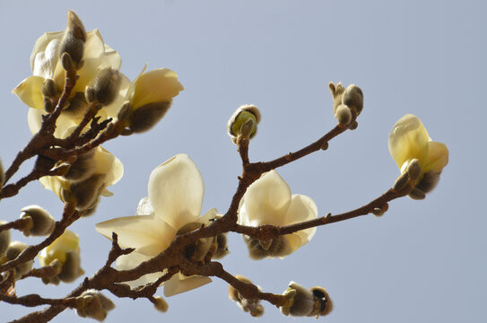 玉兰树花枝