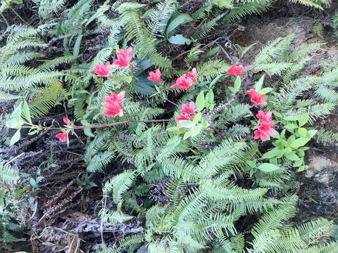 山间红花