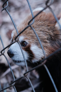 小熊猫