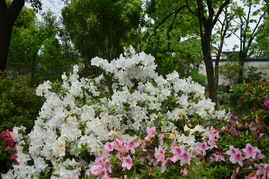 鲜花绽放