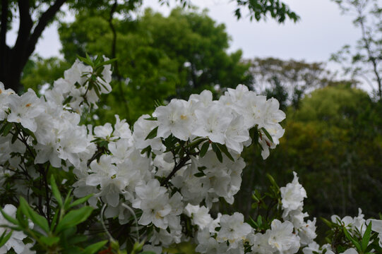 阴雨鲜花