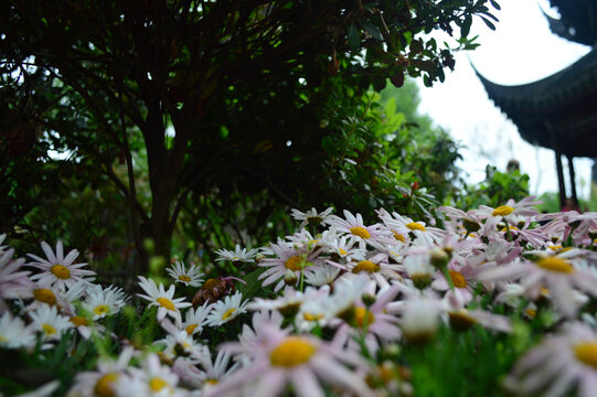 春日鲜花绽放