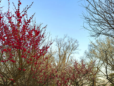 早春梅花