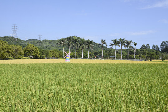 乡间稻田