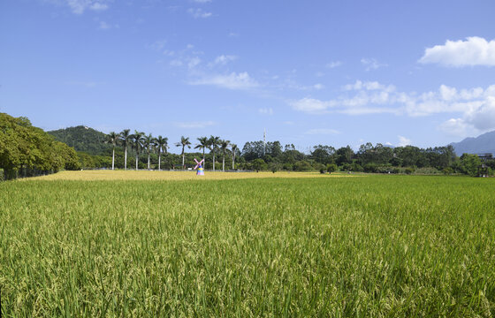 乡间稻田