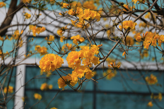 黄花风铃木花卉